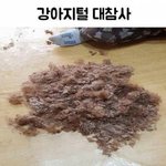 [댓글부탁해] 강아지털 <b>참사</b>.jpg