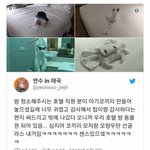 [댓글부탁해] 방 <b>청소</b>해주시는 호텔 <b>직원</b> 분이 아기코끼리 만들어놓으셨길래