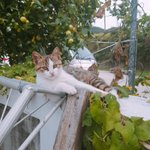 [<b>귀욤</b>] 고앵이 마지막 !!