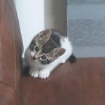 [댓글부탁해] ㅋㅋㅋㅋㅋ<b>우래</b>기 한동안 소파에서 뛰댕기다가