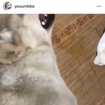 [댓글부탁해] 어떤 여중생이 리트리버 죽였대..