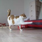 나의 동거묘 <b>도칠</b>이 생일선물..