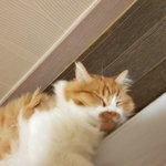 아기냥 <b>호빵이</b>-16