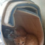 [<b>귀욤</b>] 할머니집 고앵이 찐막 !!