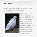 <b>비둘기</b>가 가지고 있는 의미는 무엇일까?