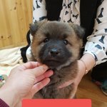 [강아지] 두달 <b>임보처</b>가 되어주세요