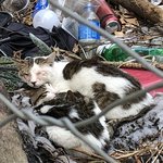 길냥이 상태 좀 봐주세요ㅜㅜ