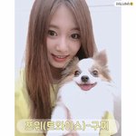 [모두드루와] 내 아이돌만큼 유명한 아이돌들의 반려<b>동물</b>