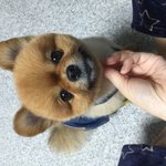 [강아지] 이거슨 인형인가 강쥐인가