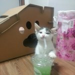 베스트에 올랐던 음료먹던 아기고양이 근황