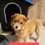 [강아지] 3개월 꼬맹이들 가족이 되어주세요