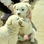 [강아지] <b>진지</b>한 표정의 댕댕이