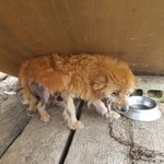 [강아지] 저 좀 살려주시면 안될까요..