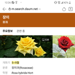 [방탄소년단] 필 땐 <b>장미꽃</b>처럼 흩날릴 땐 벚꽃처럼