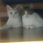 [댓글부탁해] 얘네 쫄보라서 <b>침대밑</b>에 들어가서 안나옴