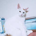 [고양이] +추가)우리 고양이가 나를 무시하는거 같아