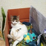 [고양이] 이정도는 당해야 <b>무시</b>당하는거죠^^