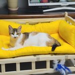 [고양이] 고양이한테 <b>침대</b>를 사주면