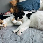 [고양이] 둘다 길에서 데려온 욕고(<b>욕심</b>쟁이고양이)와 꼬맹이에요~