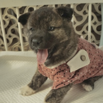 레이/진도견/여아/2개월    *앞발의 흰색<b>무늬</b>가 귀여운 아이예요.