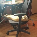 1사무실 1고냥이<b>지급</b>이 시급함