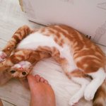 [고양이] 레오 구경하고 가세요!