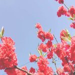 <b>복숭아</b> 꽃 배경화면으로 해놨는데