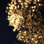 <b>목련</b>찍었다