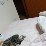 [고양이] <b>보배</b>왔어요.