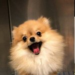 [모두드루와] <b>산책</b>가는줄 안 댕댕이.jpg