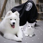 [강아지] 개놀란 강아지와 고양이 (브금<b>필수</b>+공포+웃김)
