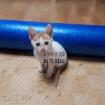 나 <b>고앵이</b>키운다 ㅜㅜ