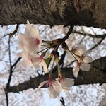 [드루와] 애두랑 <b>체대</b> 메컵 추반 해조