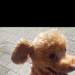 강아지 <b>미세</b>먼지 마스크 써봤어요