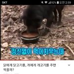 개한테 개고기 주기 <b>실험</b>