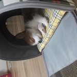 웰시코기 공주님 <b>분양</b>하고있어요