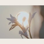 [EXO] 뮤비 마지막에 나오는 꽃 <b>꽃말</b>