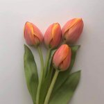 [ㅈㄱㄴ] 얘두라 나 고백 마니 받앗다