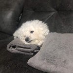 [ㅈㄱㄴ] 나 애들이 공부 엄청 잘하는 줄 <b>알음</b>