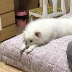 [강아지] 우리집 구르미 보고가(3탄)
