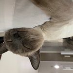 우리집고양이는 날 너무 좋<b>아행</b>
