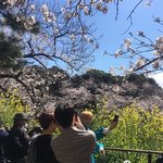 [NCT] 127벚꽃 보러갔나봥