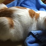 [고양이] 퇴근 중에 만난 우리 고냥이6