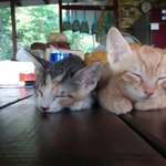 우리집 <b>낭</b>이 소개합니다