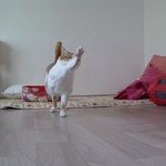 나의 동거묘 도칠이 <b>봄날</b>.