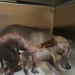 [강아지] 전신피부병 베컴이 소식
