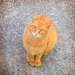 [고양이] 길냥이 돌보기 168일  (<b>단풍</b>이 이야기)