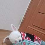 [드루와] 우리집 <b>포메</b>보다 귀 큰 애 있냐