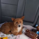 [강아지] 해외출국을 위해 임시보호처가 되어주세요