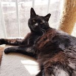 울냥이도 나를 업신여긴다